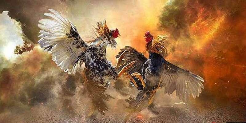 Hướng dẫn luật chọi gà cực kỳ đơn giản 